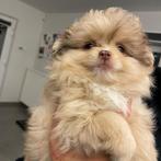 2 prachtige meiden kuising maltezer/ pomeriaan, Animaux & Accessoires, Particulier, Parvovirose, Belgique, 8 à 15 semaines