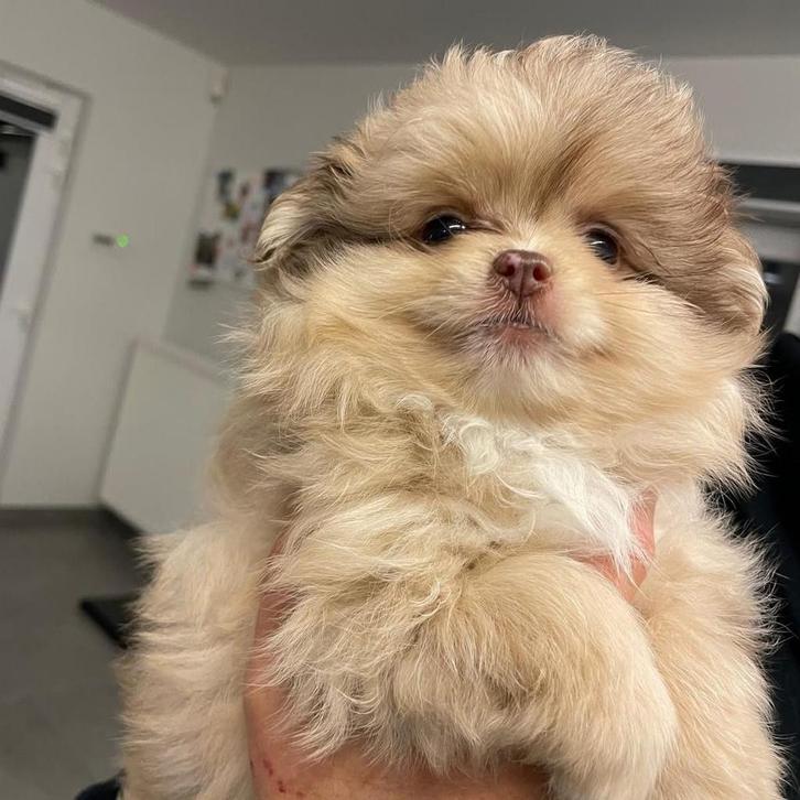 2 prachtige meiden kuising maltezer/ pomeriaan, Animaux & Accessoires, Chiens | Chihuahuas & Chiens de compagnie, Chienne, Autres races