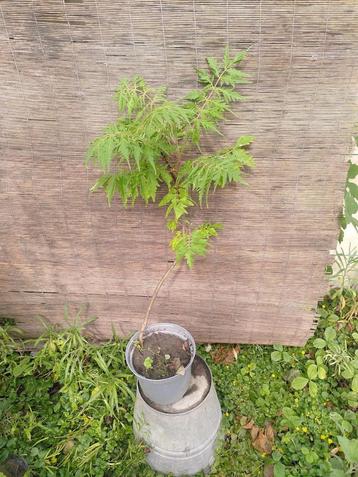 Planten, Enlèvement
