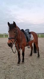 Belgische Warmbloed D- pony