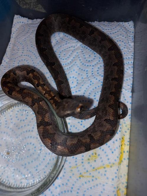 Candoia paulsoni, Dieren en Toebehoren, Reptielen en Amfibieën