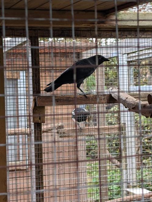 Kauw, Dieren en Toebehoren, Vogels | Overige Vogels, Wildzangvogel, Geringd