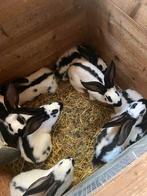 Konijnen, Meerdere dieren, Middelgroot, 0 tot 2 jaar