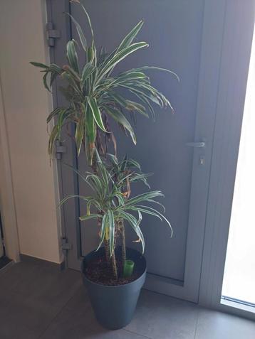 Dracaena kamerplant beschikbaar voor biedingen