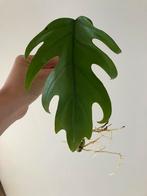 Philodendron mayoi, Maison & Meubles, Plantes d'intérieur, Enlèvement ou Envoi