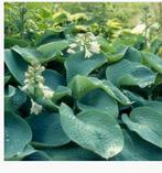 Hosta s, Ophalen of Verzenden