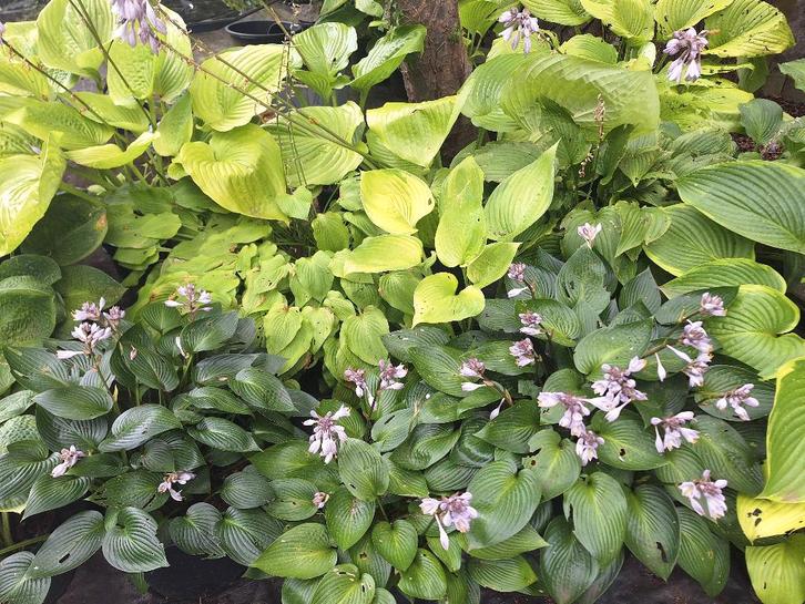 100+ soorten Hosta's in pot, Tuin en Terras, Planten | Tuinplanten, Vaste plant, Overige soorten, Halfschaduw, Zomer, Ophalen