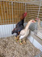ko shamo, Dieren en Toebehoren, Pluimvee, Meerdere dieren, Kip
