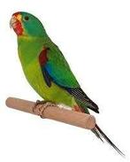 gezocht swiftparkiet mannetje, Dieren en Toebehoren, Mannelijk, Parkiet, Geringd