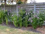 Hibiscus tuinplanten/terras. 3+1 gratis!, Herfst, Ophalen, Volle zon