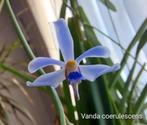 Orchidée Bleue Vanda coerulescens, Maison & Meubles, Plantes d'intérieur, Enlèvement ou Envoi