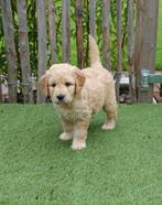 Prachtige Goldendoodle pups (golden retriever x poedel), Dieren en Toebehoren, Honden | Retrievers, Spaniëls en Waterhonden, CDV (hondenziekte)