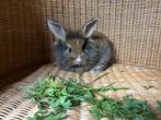 3 konijntjes 6,5 week, mogen verhuizen, Meerdere dieren, Middelgroot, 0 tot 2 jaar