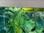Guppies et molys noirs gratuits, Animaux & Accessoires, Poissons | Poissons d'aquarium