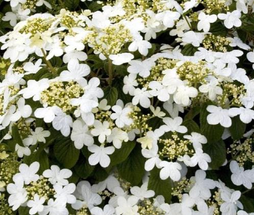 Viburnum summer snowflake-mooie vorm-lange bloei! bijenplant, Jardin & Terrasse, Plantes | Jardin, Enlèvement ou Envoi
