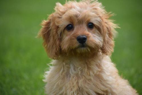 Cavapoo pups nieuw nestje, Dieren en Toebehoren, Honden | Chihuahua's en Gezelschapshonden, Meerdere dieren, Overige rassen, Fokker | Professioneel