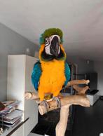 Magnifique perroquet ara bleu-jaune, Animaux & Accessoires, Oiseaux | Perruches & Perroquets, Sexe inconnu, Perroquet, Parleur