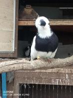 Felegyhazer - Hongaarse tuimelaar, Meerdere dieren, Tuimelaar of Roller