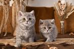 brits korthaar kitten, Dieren en Toebehoren, Katten en Kittens | Raskatten | Korthaar, Kater, Gechipt, 0 tot 2 jaar