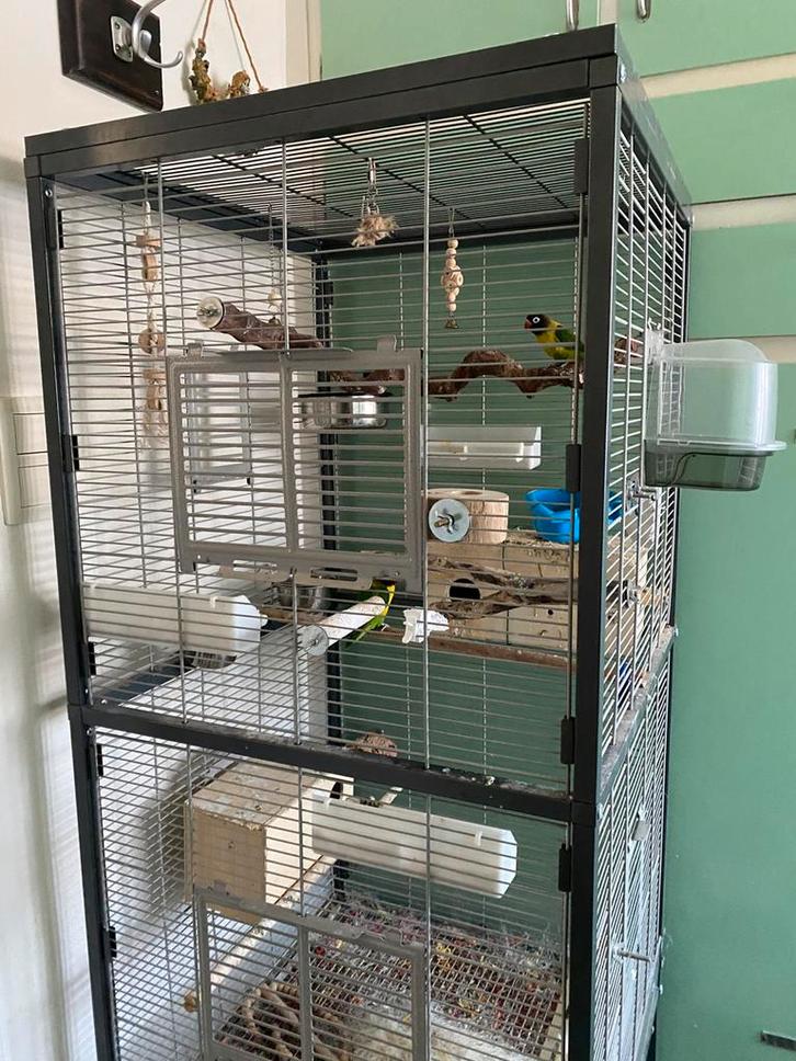 agapornis personata 3 vogels, Dieren en Toebehoren, Vogels | Parkieten en Papegaaien, Dwergpapegaai of Agapornis, Meerdere dieren