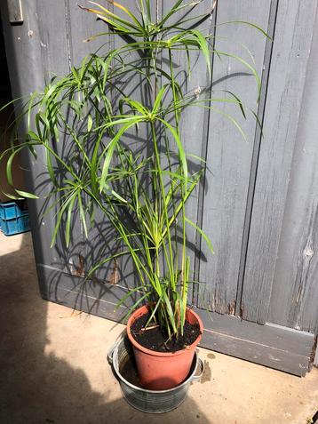 Papyrus beschikbaar voor biedingen