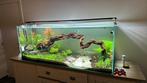 Aquarium met discus vissen, Ophalen, Gebruikt, Gevuld zoetwateraquarium