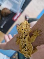 Wimpergekko, Amfibie, 0 tot 2 jaar