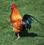 Mooie zware haan te koop, Dieren en Toebehoren, Pluimvee