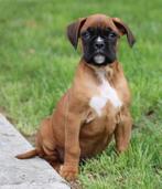 Boxer pups, Dieren en Toebehoren, Honden | Bulldogs, Pinschers en Molossers, België, Reu, CDV (hondenziekte), 8 tot 15 weken