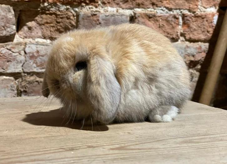 Minilop nestje, Dieren en Toebehoren, Konijnen, Dwerg, Meerdere dieren, 0 tot 2 jaar, Hangoor