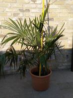 Palmboom, Minder dan 100 cm, Volle zon, Ophalen, Palmboom