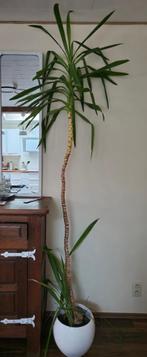 Yucca, Huis en Inrichting, Kamerplanten, Ophalen, Yucca