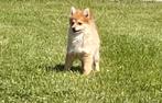 Duitsz spitz /kleinkees / loulou, Dieren en Toebehoren, Honden | Poolhonden, Keeshonden en Oertypen, België, Keeshond, 15 weken tot 1 jaar