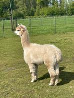 Alpaca dekhengst, Dieren en Toebehoren