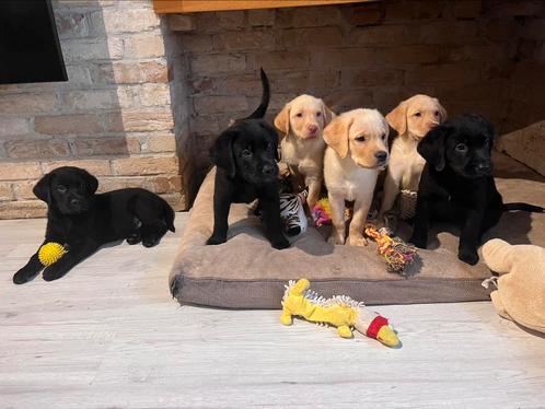 Recht uit onze living, labrador pup met beide ouders in huis, Dieren en Toebehoren, Honden | Retrievers, Spaniëls en Waterhonden