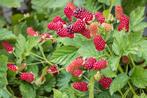 Tummelbessen, een onbekende rode braamvrucht die lekker is, Jardin & Terrasse, Plantes | Arbres fruitiers, En pot, Printemps, Autres espèces