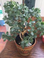 Mooie kamerplant met retro pot, Ophalen of Verzenden