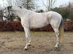 8 jarige chique schimmel *wedstrijdervaring *, Springpaard, B, Ruin, 170 tot 175 cm