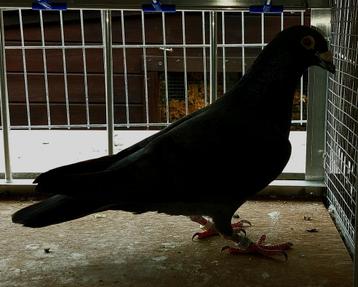 GEZOCHT : meerdere Zwarte reisduif duiven postduif beschikbaar voor biedingen