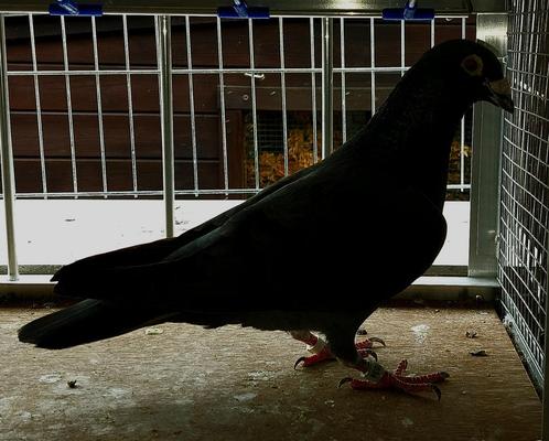 GEZOCHT : meerdere Zwarte reisduif duiven postduif, Dieren en Toebehoren, Vogels | Duiven, Postduif