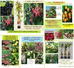 PROMO ALLERHANDE KLEINFRUIT: 5€/Stuk,  ACTIE 5 VOOR 20€ !!!, Printemps, Enlèvement ou Envoi, Plantes fruitières, Plante fixe