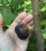 Black Madeira (gewortelde stek), Minder dan 100 cm, Volle zon, In pot, Ophalen of Verzenden