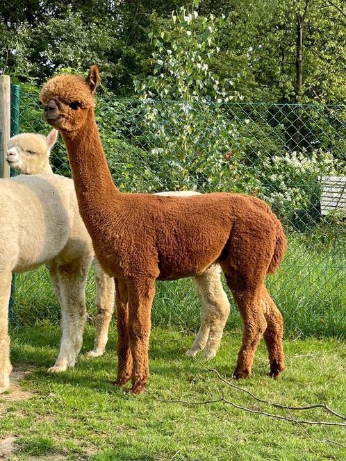 Dekrijpe, fawn hengst uit topbloedlijnen, Dieren en Toebehoren, Overige Dieren, Mannelijk