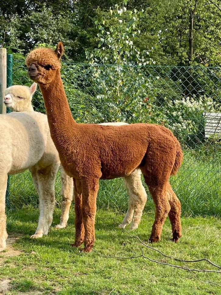 Dekrijpe, fawn hengst uit topbloedlijnen, Dieren en Toebehoren, Overige Dieren, Mannelijk