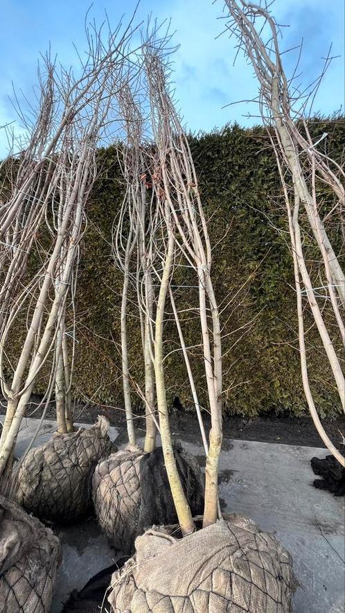 Acer Saccharum Suikeresdoorn Meerstammige bomen leverbaar!, Jardin & Terrasse, Plantes | Arbres, Enlèvement ou Envoi