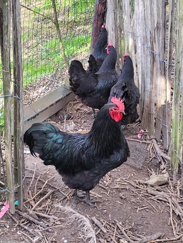 Australorp zwart toom beschikbaar voor biedingen