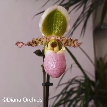 Orchidee Venusschoentje Paphiopedilum Pinocchio  beschikbaar voor biedingen