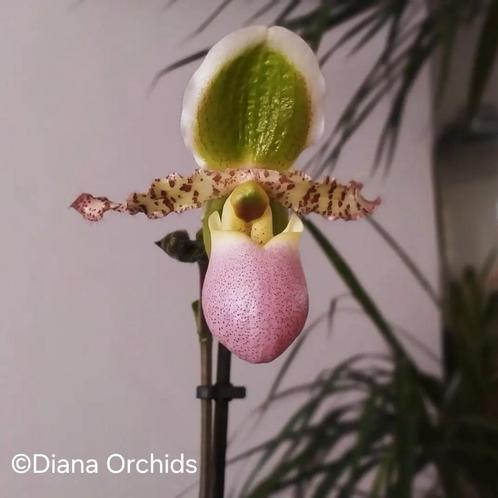 Orchidee Venusschoentje Paphiopedilum Pinocchio, Huis en Inrichting, Kamerplanten, Ophalen of Verzenden