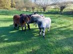 Mooie 1,5 jarige shetlander ruin., Dieren en Toebehoren, Ruin, 0 tot 2 jaar, A pony (tot 1.17m), Gechipt