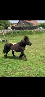 Stamboek Shetlander hengst zwart bont, Hengst, 11 jaar of ouder, A pony (tot 1.17m)
